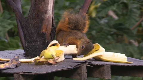 Red squirrel feeding on the bird feeder in Costa Rica Stock Footage 81532911