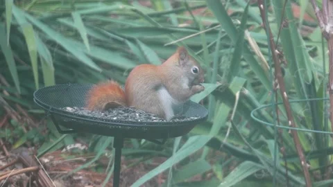 Red squirrel feeding on bird feeder in suburban backyard Stock Footage 330032219