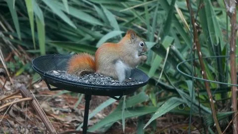Red squirrel feeding on bird feeder in suburban backyard Stock Photos