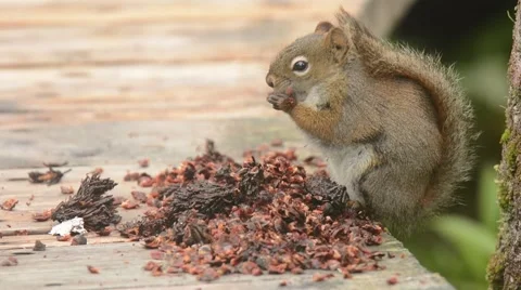 Red Squirrel feeding on cones Stockbeeldmateriaal 64823991