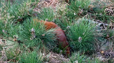 Red squirrel feeding in fir tree in Europe Stock Footage 68918037