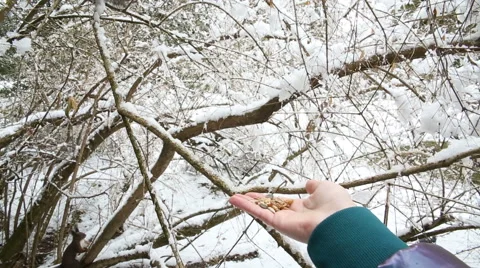 Red squirrel Feeding 스톡 동영상 44884898