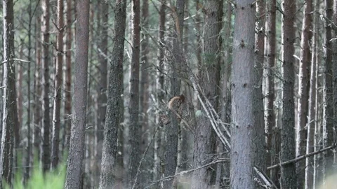 Red Squirrel Feeding Video stock 90863880