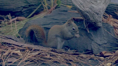 Red Squirrel feeding on forest floor, 4k Video stock 165844399
