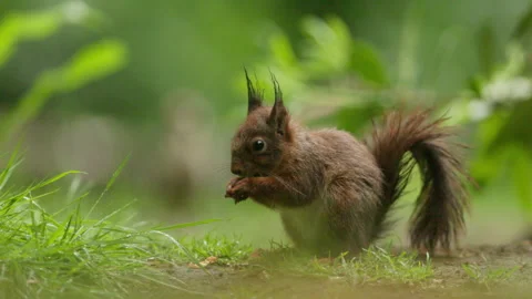 Red Squirrel Feeding on Forest Floor with Perked Ears and Bushy Tail Stock Footage 338399454