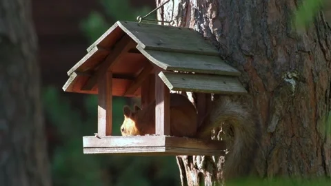 Red Squirrel Feeding Inside Sunlit Wooden Bird Feeder Stock Footage 346247992