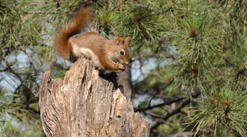 Red Squirrel Feeding in Pine Forest Stock Footage 56533376