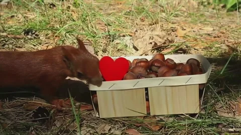 Red squirrel feeding from romantic heart-decorated nut container in garden Stock Footage 314309977