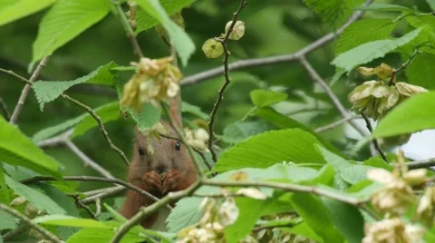 Red squirrel feeding on the seed of an Elm tree 库存影片 65058005