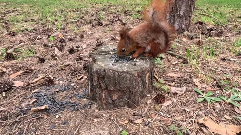 Red Squirrel Feeding on Sunflower Seeds on Stump in Forest Vídeo Stock 339767654