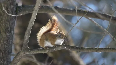 Red Squirrel Feeding on Tree Sap in Spring Forest Stock Footage 336334378