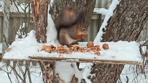 Red Squirrel Feeding on Walnuts in Winter Snow Forest Stock Footage 327295740