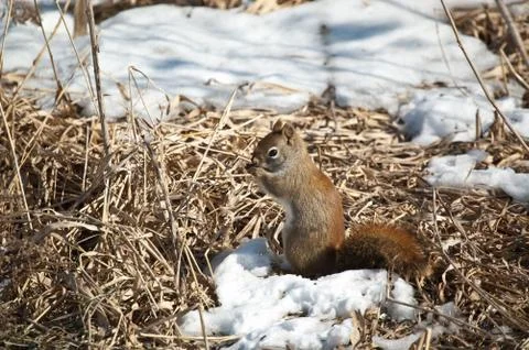 Red Squirrel Feeding in Winter Stock Photos