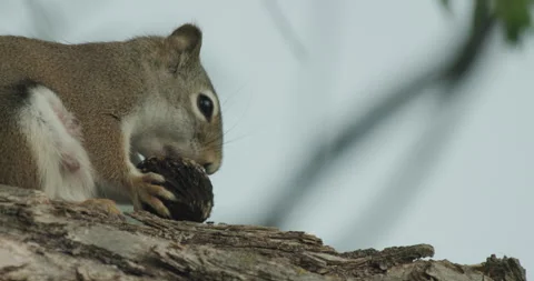 Red Squirrel Female Chewing Biting Feeding Walnut or Butternut Nut On Branch Stock Footage 247970420