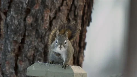 Red squirrel on fence post facing camera, winter, slomo, 4k Stock-Footage 166542842