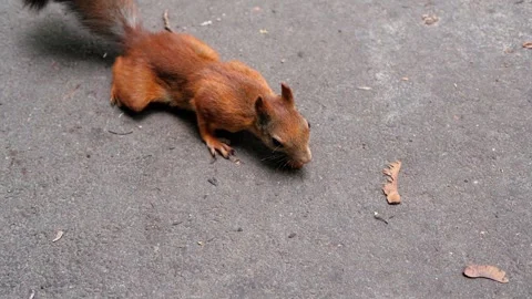 A red squirrel finds a hazelnut in a shell on an asphalt road. Super slow motion Video stock 205330301