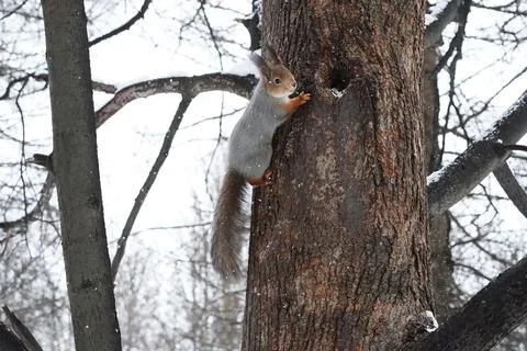 A red squirrel in a fluffy gray winter coat looks at the camera from a tree. Stock Photos