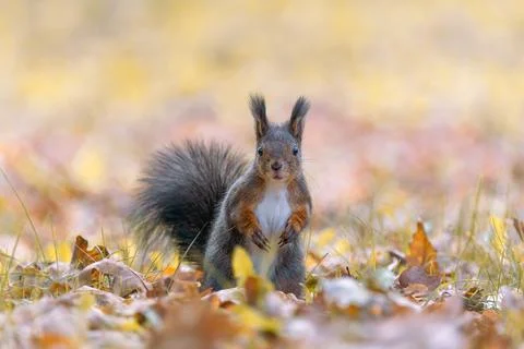 Red squirrel with fluffy tail and tufted ears looking at camera in autumn park Stock Photos