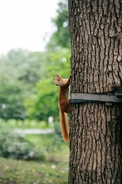 Red squirrel with fluffy tail climbing on tree in the park Stock Photos