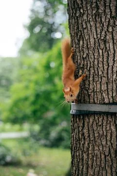Red squirrel with fluffy tail climbing on tree in the park Stock Photos