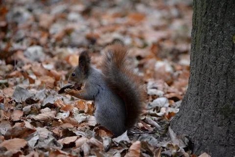 Red squirrel with a fluffy tail found something in the autumn leaves Stock Photos