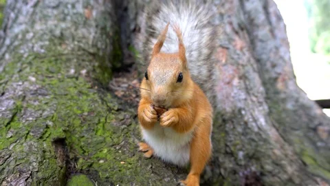 A red squirrel with a fluffy tail nibbles a nut. Looking at the camera. Video stock 111330855