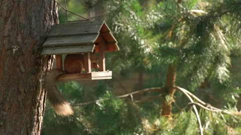 Red Squirrel With Fluffy Tail Visiting Bird Feeder Stock Footage 346248171