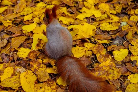 Red squirrel with a fluffy tail walks with nuts on the lawn Foto stock