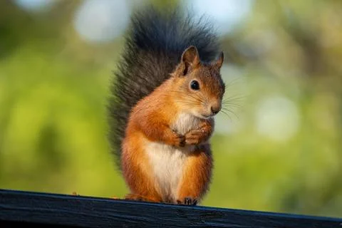 Red squirrel with folded paws looking at the camera Stock Photos