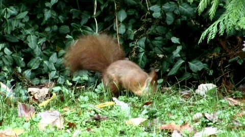The red squirrel Stock Footage 682373