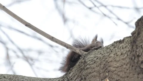 Red Squirrel Stock Footage 990188