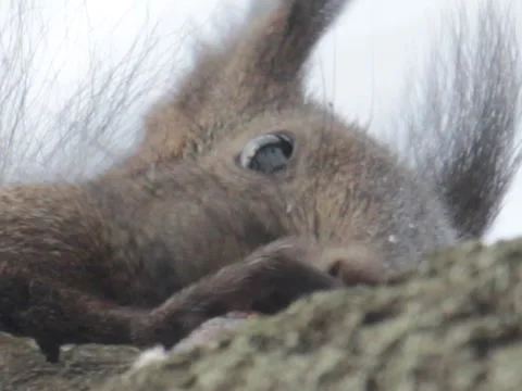 Red Squirrel Stock Footage 990189