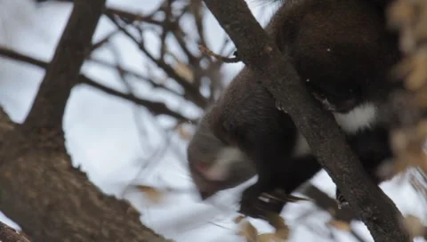 Red Squirrel Stock Footage 990191