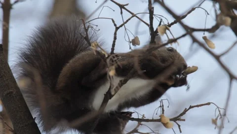 Red Squirrel Stock Footage 990192