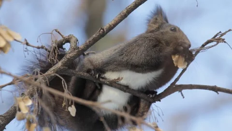 Red Squirrel Stock Footage 990200