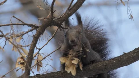 Red Squirrel Stock-Footage 990201