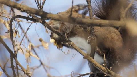 Red Squirrel Stock Footage 990206