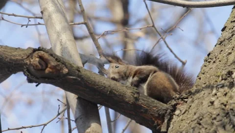 Red Squirrel Stock Footage 990207