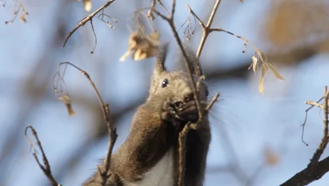 Red Squirrel Stock Footage 990208