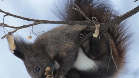 Red Squirrel Stock Footage 990212