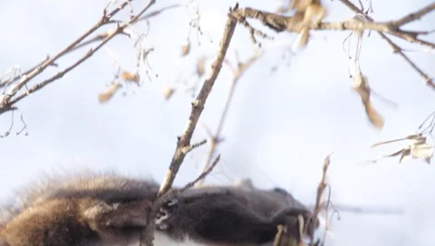 Red Squirrel Stock Footage 990213