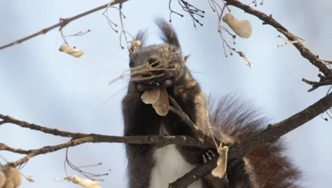 Red Squirrel Stock Footage 990217