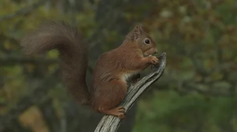 Red Squirrel Video stock 1088992