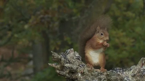 Red Squirrel Video stock 1089235