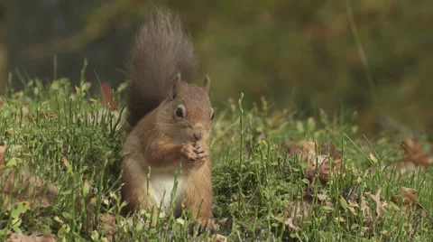 Red Squirrel Video stock 1089249