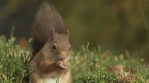 Red Squirrel Video stock 1089251