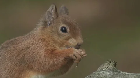 Red Squirrel Video stock 1089259