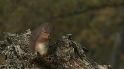 Red Squirrel Video stock 1089263