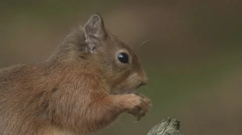 Red Squirrel Video stock 1089277