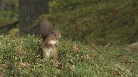 Red Squirrel Video stock 1089286
